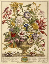 Septembre, des Douze Mois de Fleurs par Robert Furber (c.1674-1756) gravé par Henry Fletcher (gravure en couleur)